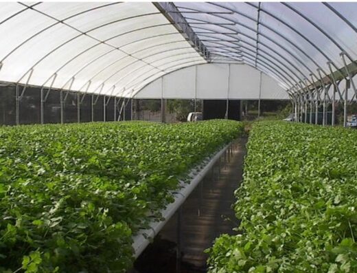 Empresas Agricolas San Pablo