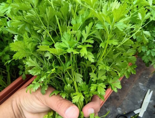 Agro Servicios, Inc.