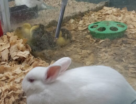 Agro Centro Mayagüez