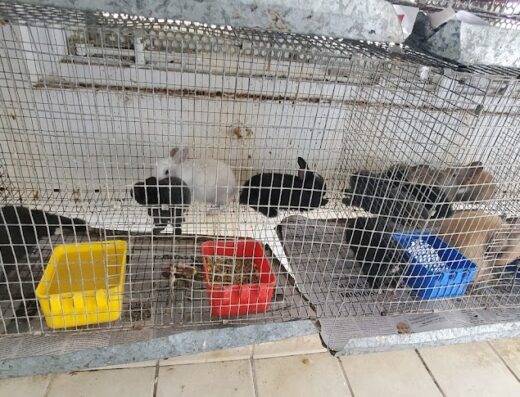 Mega Agrocentro Los Colobos