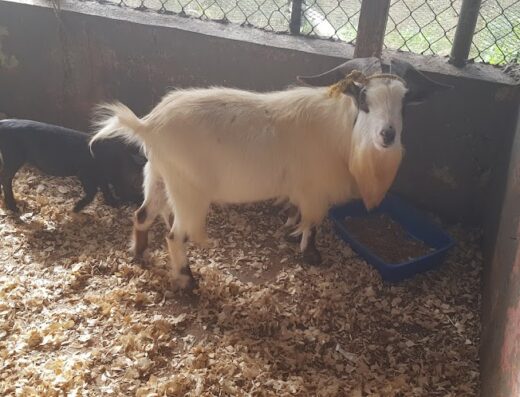 Mega Agrocentro Los Colobos