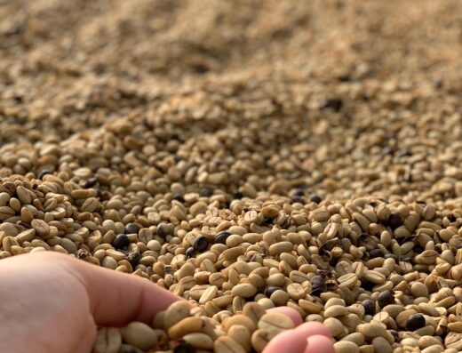 Café Oro de Puerto Rico