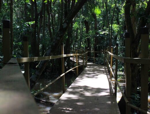 Pterocarpus Forest
